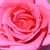 Różowy  - Róże rabatowe floribunda - Chic Parisien